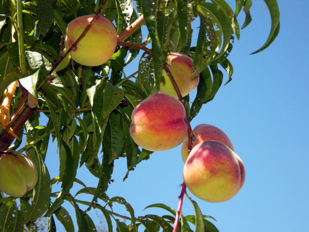 photo-nectarines-arboriculture-fruits photo-nectarines-arboriculture-fruits