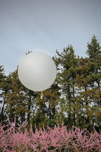 A white cloud-seeding balloon carrying its instrument payload rises above pine trees, with blossoming pink branches in the foreground