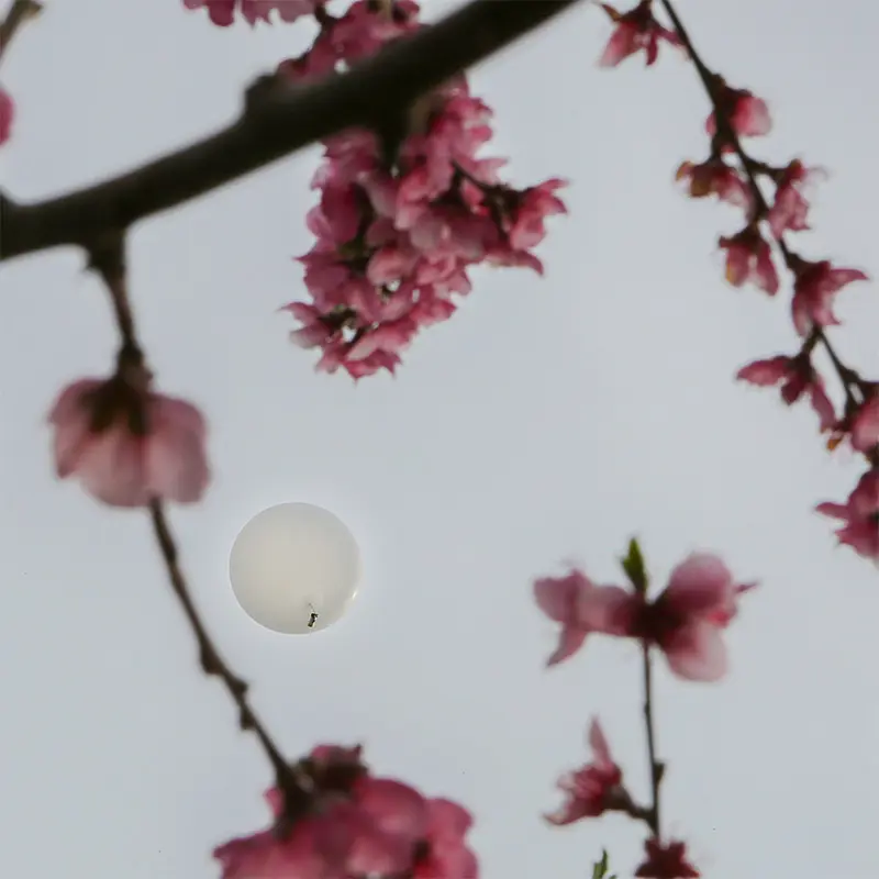 cloud seeding balloon by Selerys seen through the branches of a tree in bloom, its pink flowers against the sky