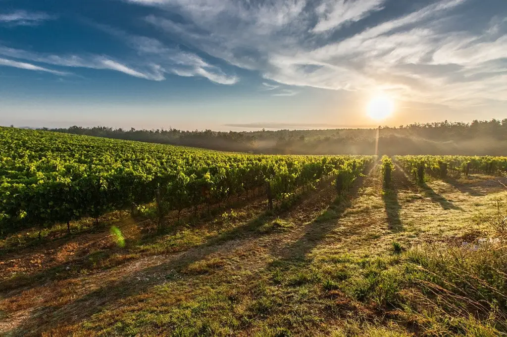 Rangs de vigne au coucher du soleil dans une région viticole